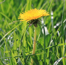Lwenzahn (Foto: Karsten Borchert)